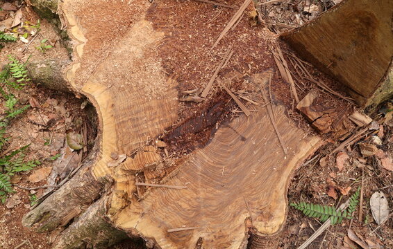 Overhead view of a large Pericopsis Mooniana tree stump with a triangular stem part removed cut by chainsaw