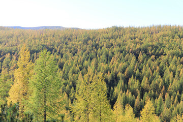 autumn landscape with forest