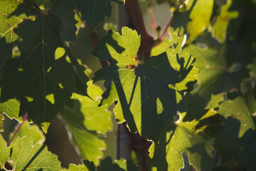 feuilles de vigne