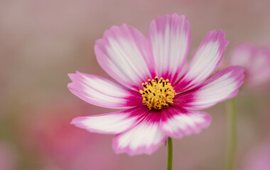 Focus, a pink cosmos flower