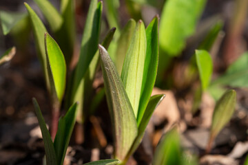 Young green shoots. Grass shoots. Close-up. Spring concep - 488574230