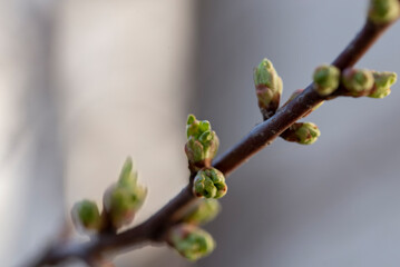 A branch with swollen buds. Germinating leaves on a branch close-up. Spring concept - 488574234