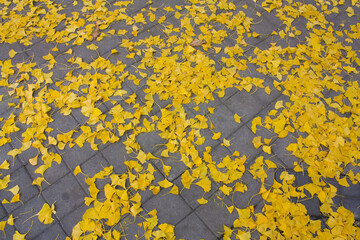 Background with fall leaf of ginkgo biloba