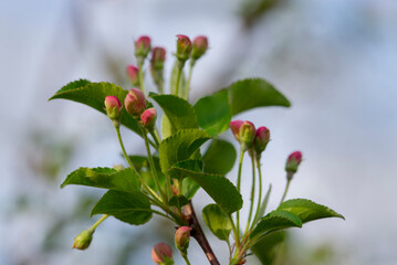 Swollen buds of apple blossoms.Apple blossoms are blooming.Close-up. The concept of spring - 488574436