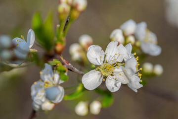 White apple blossoms.Flowers in the garden.Close-up. The concept of spring. - 488574437