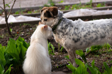 A white cat and a spotted dog in the garden. The dog says something in the cat's ear. The concept of animals and humor - 488574618