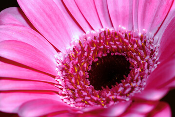 Pink Gerbera daisy