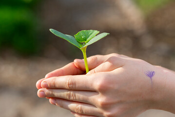 A young green sprout for planting in a child's hand. Close-up. Eco-concept. - 488574675