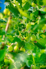 Fresh ripe organic gooseberries grow in the green garden