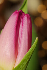 Pink Tulip