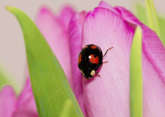 nature around you - Tulip and ladybug