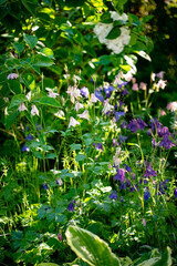 Columbine flowers on green background.