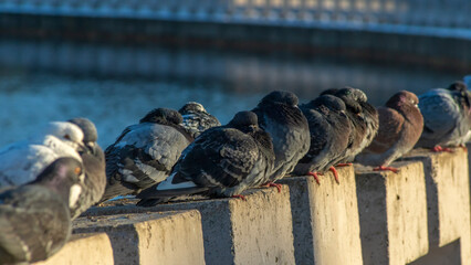 Pigeons sit in a row on the river embankment on a sunny winter day in the city. Selective focus. Teamwork concepts.