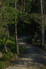 Forest path between rocks. Close-up. high quality photo. Finnish nature
