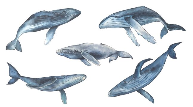 Watercolor set of blue whales isolated on a white background