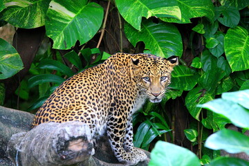 Obraz na płótnie Canvas leopard in tree