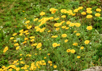 Yellow flowers for the rock garden