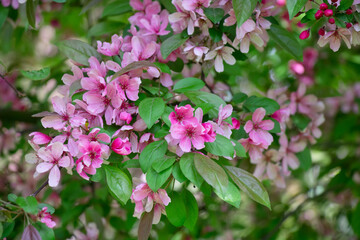 Spring Blooming Apple tree, soft focus