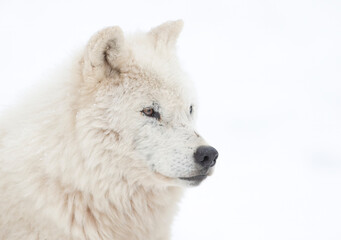 Fototapeta premium Arctic wolf portrait isolated on white background on a cold winter day in Canada 