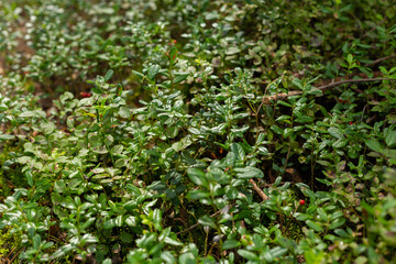 Lingonberry leaves. A clearing in the forest on a sunny summer day.