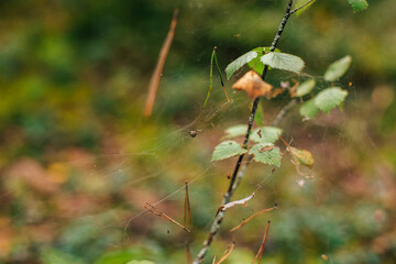 A small spider on a web on a branch with green leaves on a summer day.