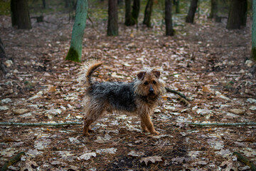 Small brown dog in a forest. Cute homeless doggy standing on ground covered with withered oak leaves. Selective focus on the details, blurred background.