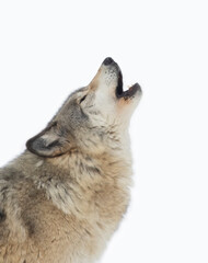 A lone Timber Wolf or Grey Wolf Canis lupus isolated on white background  howling in the winter...