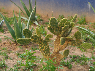 Opuntia (prickly pear, pear cactus) and Aloe Vera  in the garden. The concept of cacti, medicinal...