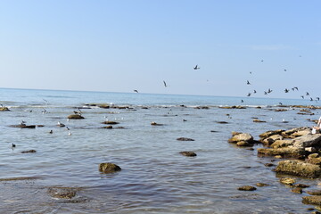 caspian sea and flying seagull