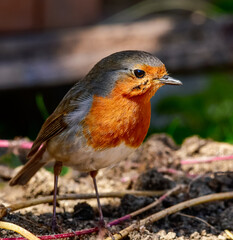 beautiful little robin -red chest