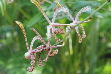 close up of a flower