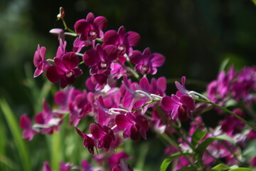 flowers in the garden