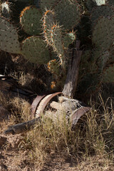 Prickly Pear Cactus in the sunshine