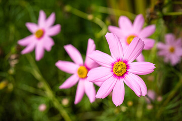 Pink cosmos flower during blooming in the morning. Nature freshness environment photo. Close-up at the flower's pollen.