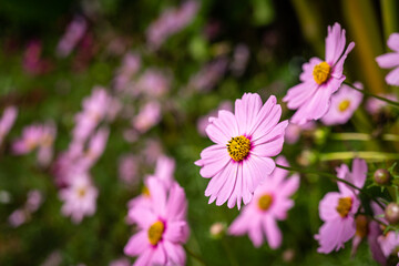 Pink cosmos flower during blooming in the morning. Nature freshness environment photo. Close-up at the flower's pollen.