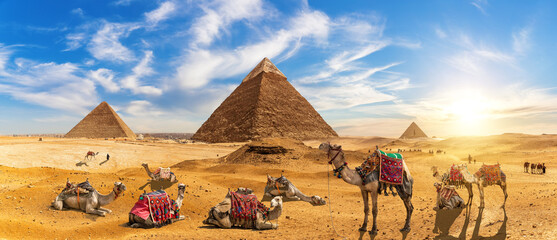 Camels by the Great Pyramids of Egypt, Giza, Cairo