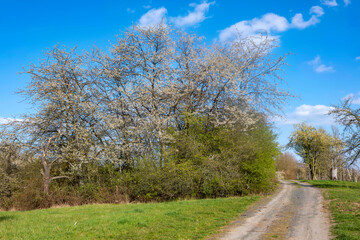 View along a dirt road near Wiesbaden/Germany on a sunny spring day 