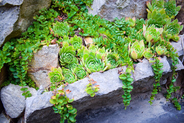 Houseleek in the alpine rock garden. Plants to rock garden. Sempervivum 