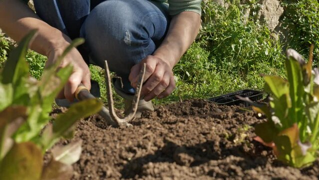 Hands of woman planting young lettuce seedlings in the soil. Horticulture sostenible. gardening hobby. Healthy organic food concept.