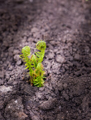 Small young green shoots of ferns, Polypodiophyta, on sunlit spring soil. Selective focus.