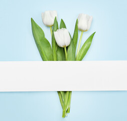 spring composition of three white tulips on a light blue background