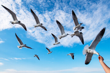 Feeding the Gulls