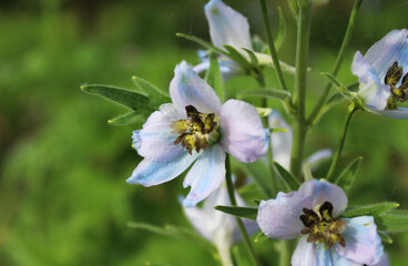 Fototapeta premium delphinium flower