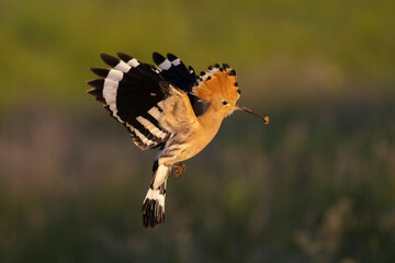 Eurasian Hoopoe bird fly