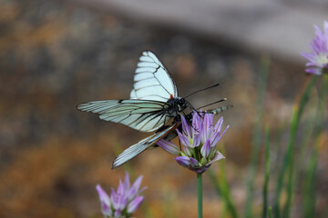 two butterflies on a flower