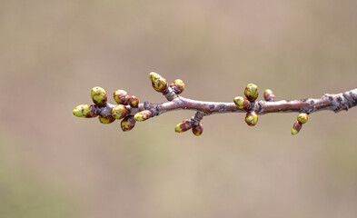 A swollen bud with a flower on a cherry branch.