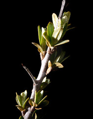 Leaves from the buds of a tree isolated on a black background.