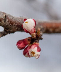 Flowers on the apricot tree.