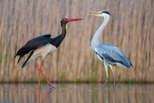 Black stork and Grey heron facing eachother in the water