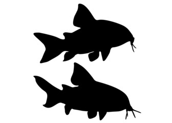 Obraz premium Aquarium catfish in a set. Vector image.